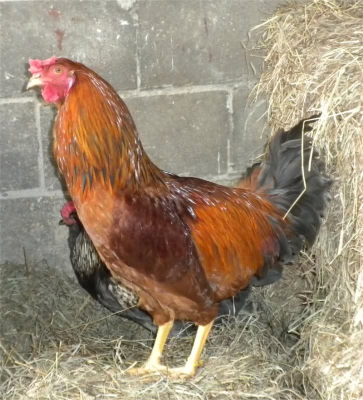 Rooster1.jpg