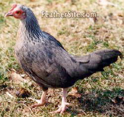 RuthSilDWOEGbantyHen.JPEG