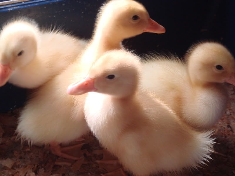 Ducklings006.jpg