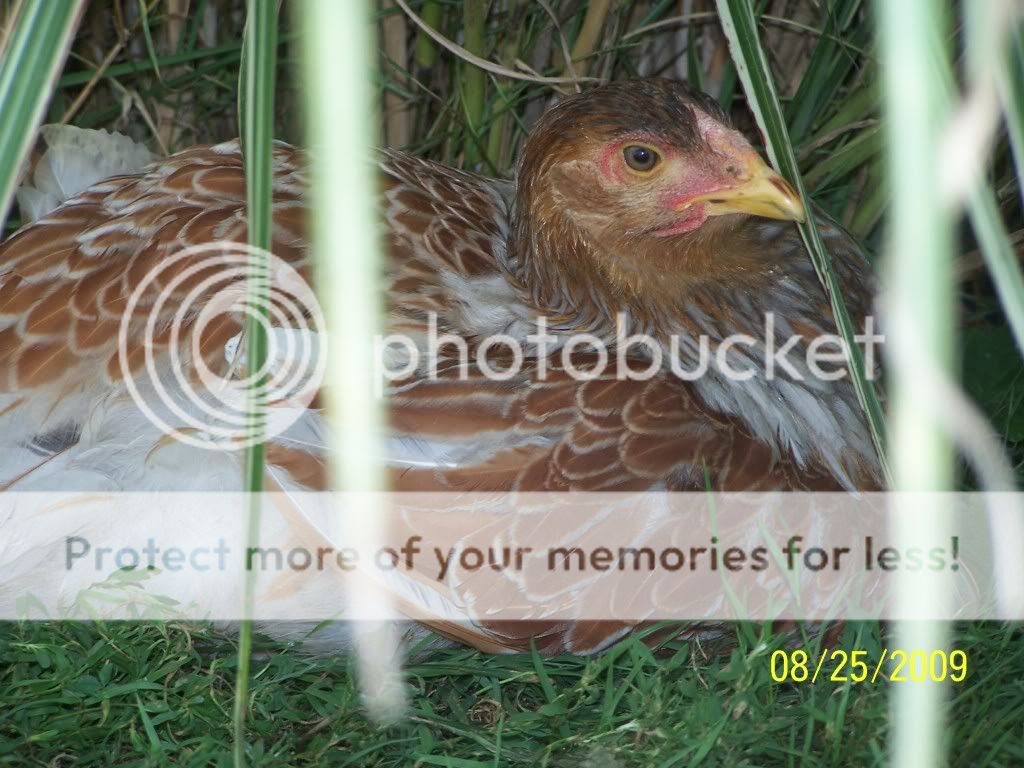 100_6599.jpg