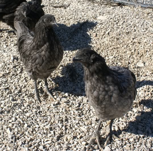 bluchicks2.jpg