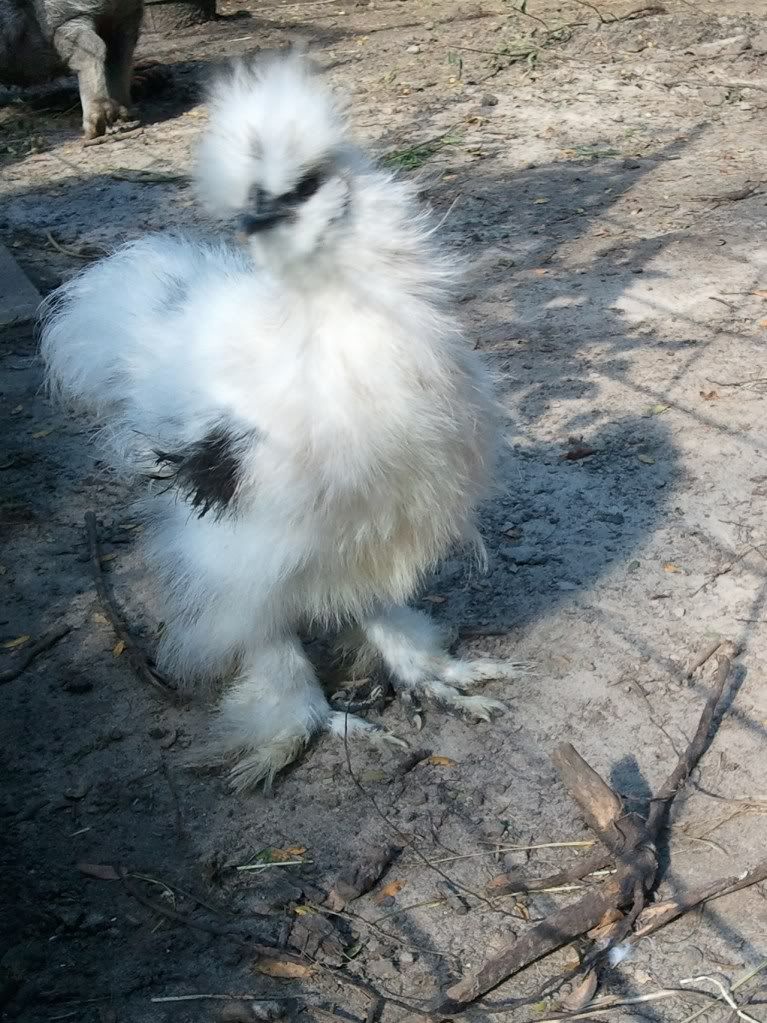 cockerel.jpg