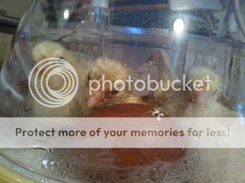 2011-03-04065834.jpg