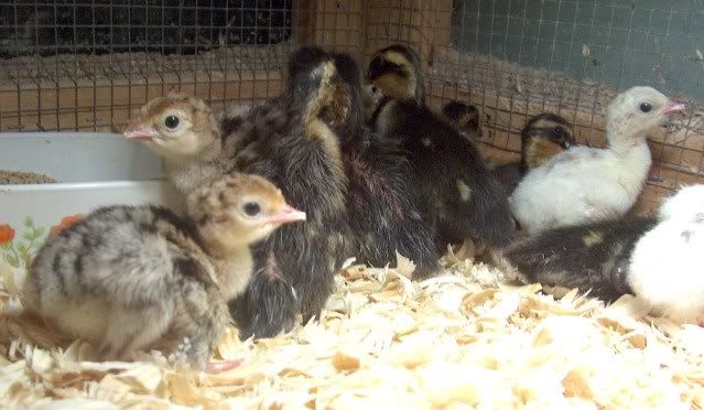 duckies043.jpg