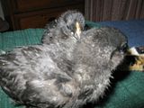 th_Chickies070.jpg