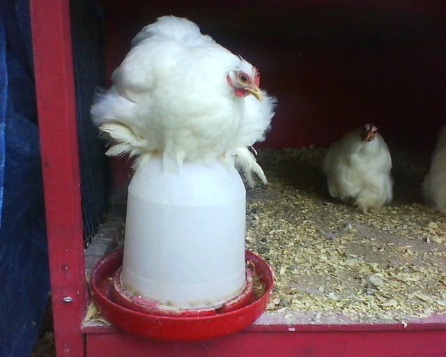 CochinRoost.jpg