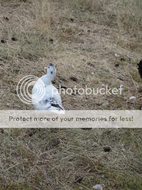 duckling3.jpg