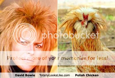 david-bowie.jpg