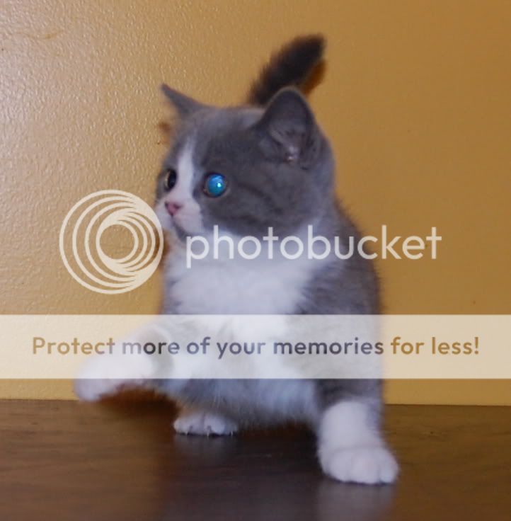 bluewhitekitten4.jpg