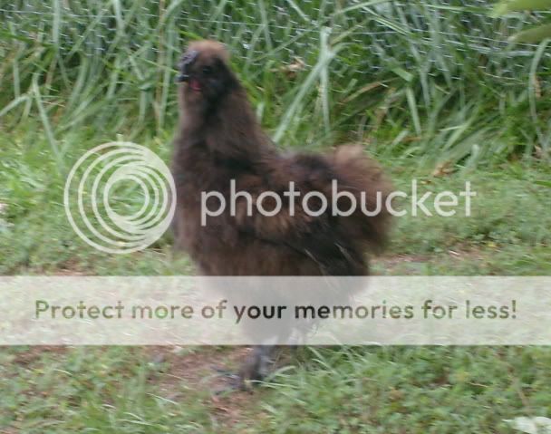 newchickens011.jpg