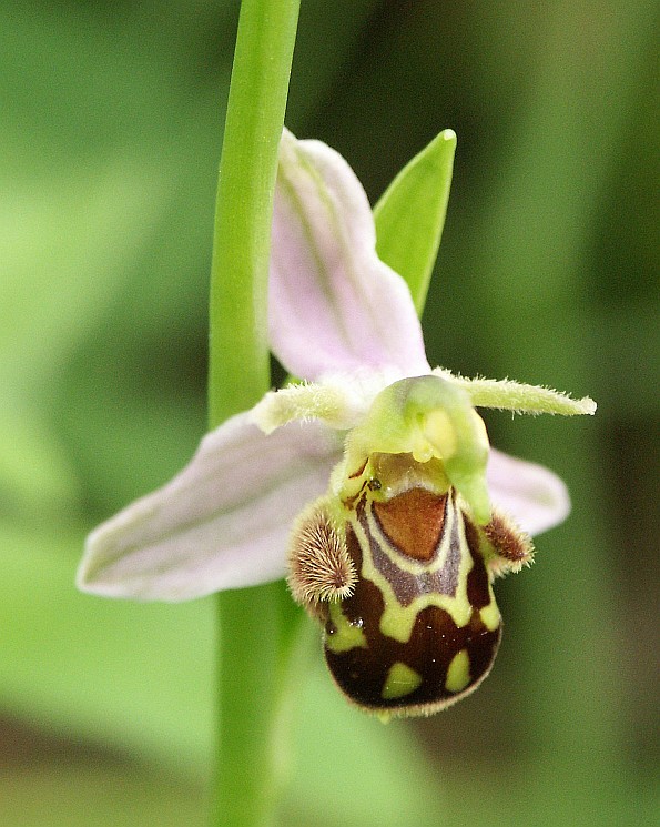 Ophrys_apifera_flower1.jpg