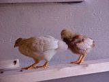 th_June06DuoOnRoost.jpg