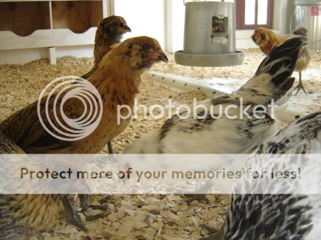 chickseat003.jpg