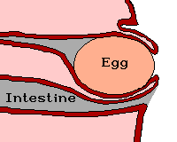 hen9.gif