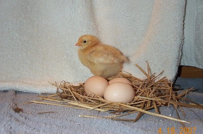 BabyChicks033.jpg