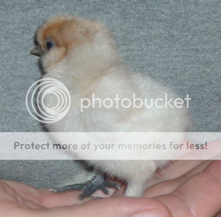 chick823Dec07.jpg