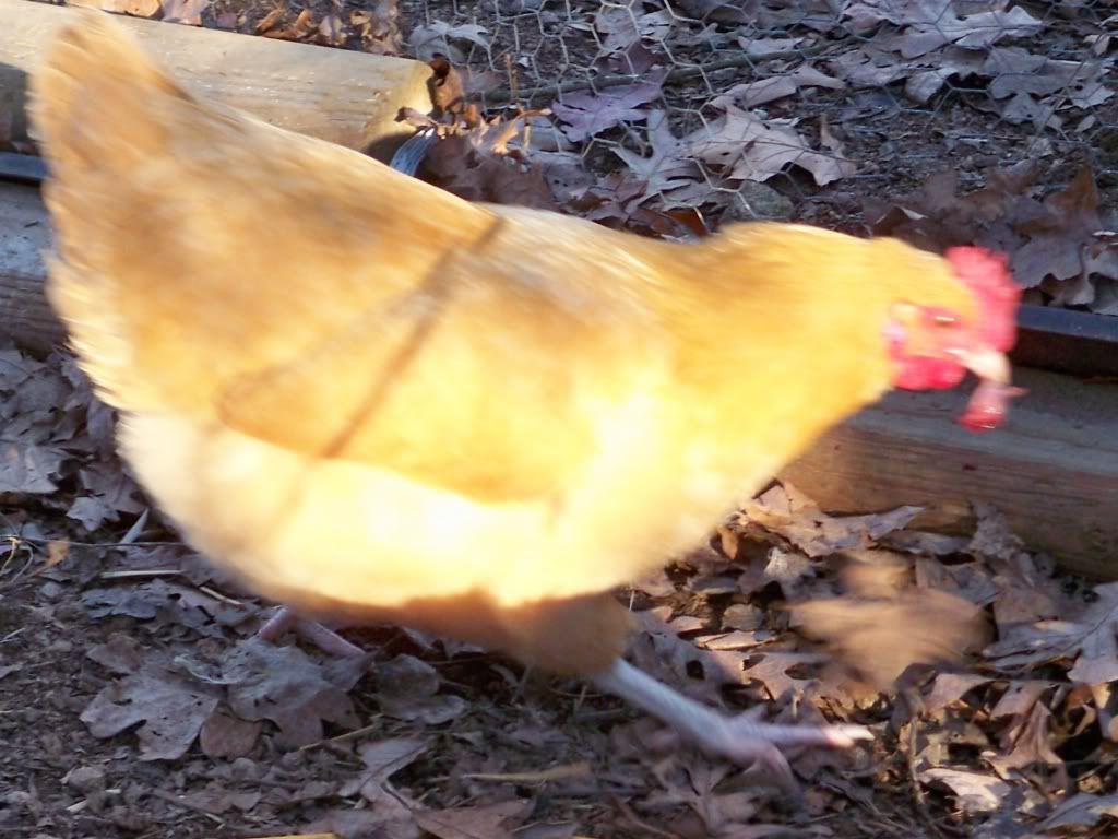 201111-19058CROP.jpg