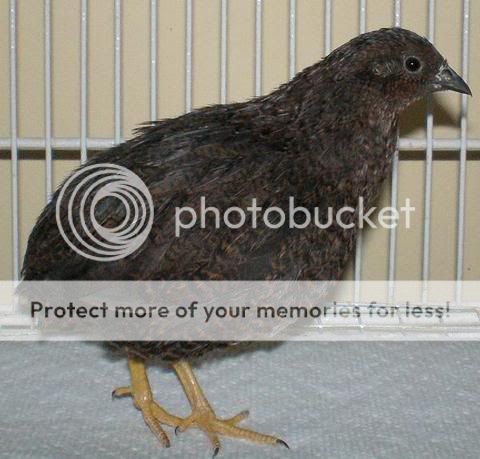 singlefactorbluefacedhen.jpg