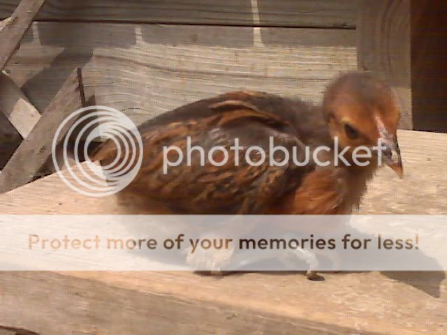 IMG01547.jpg