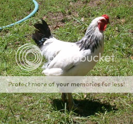 flock003.jpg
