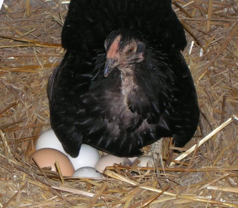 Broody_Banty_pip_01.jpg