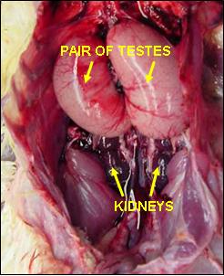 Chicken_male_reproductive_tract.jpg