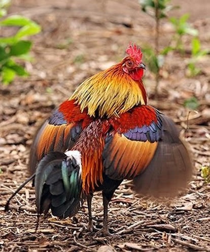 Asian-Red-Fowl.jpg