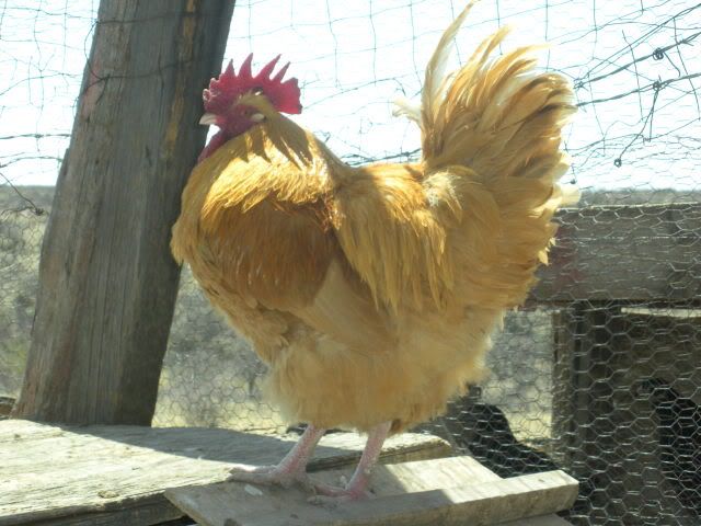 2009_0417chickens0004.jpg