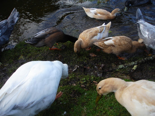 DSC08986.JPG
