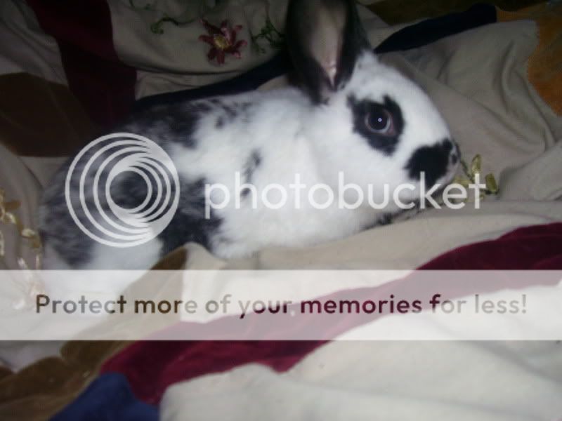 rabbits017.jpg