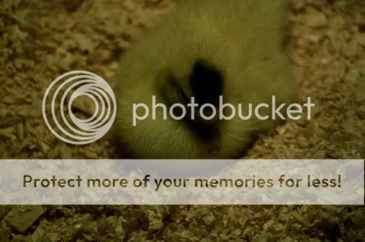 duckie4.jpg