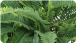 kimberly_fern_03.png