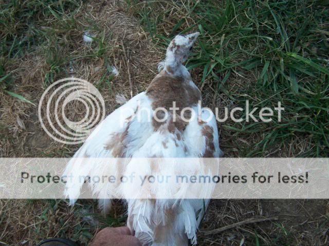 peachicks068.jpg