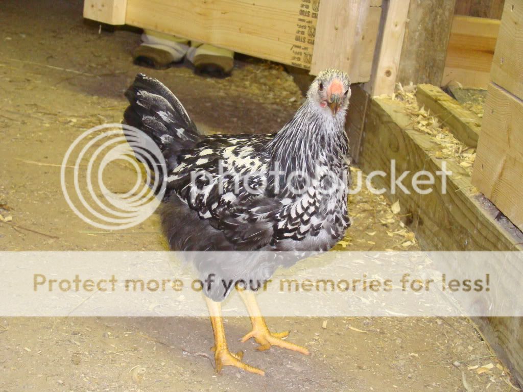 chickens514.jpg