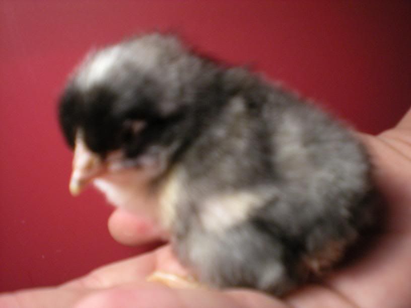 hatch022.jpg
