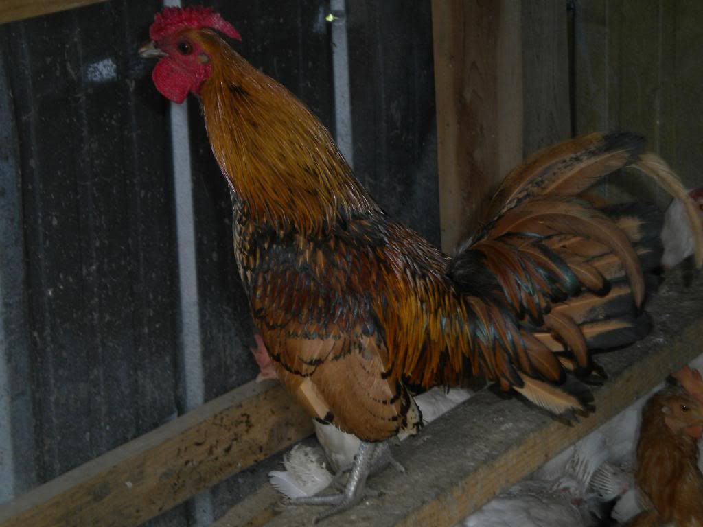 chickenpics029.jpg
