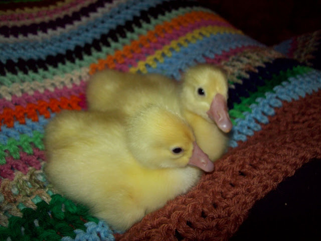 100_8048.JPG
