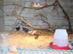 chick2.jpg