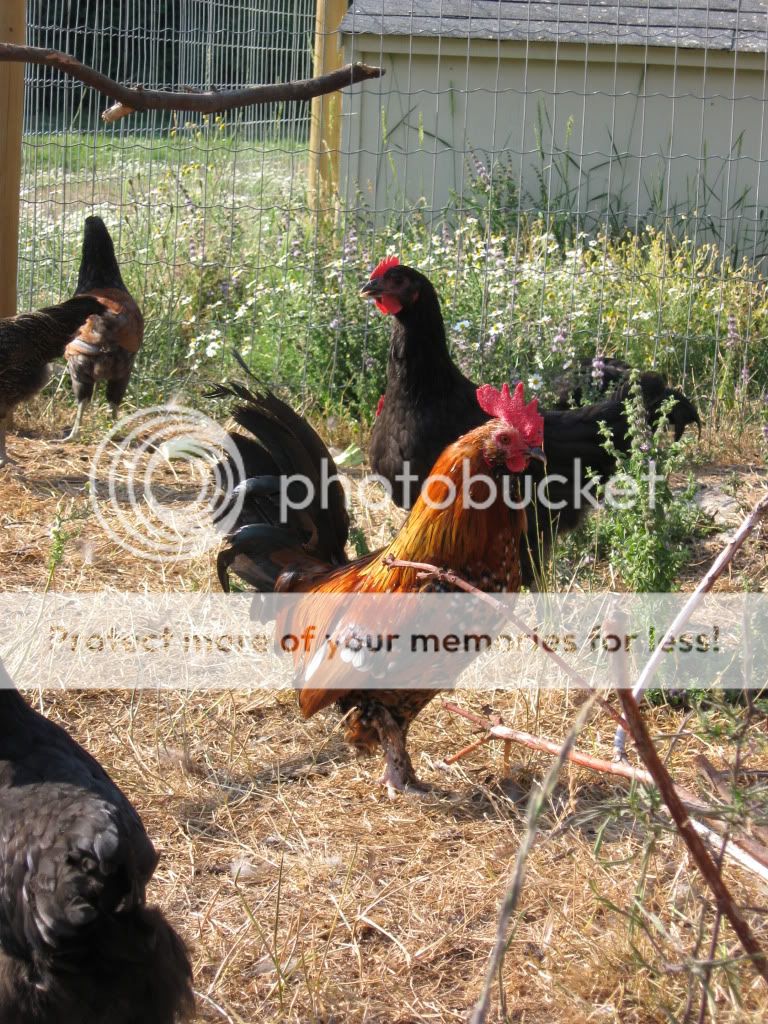 timvisitnchickens349.jpg