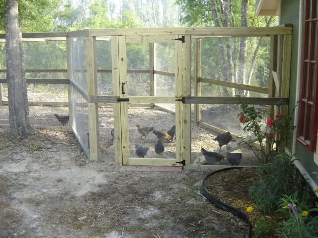 chickschickenscoopflowers089.jpg