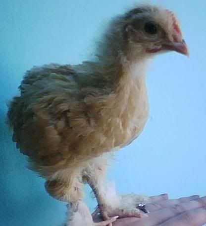 chick2-1.jpg