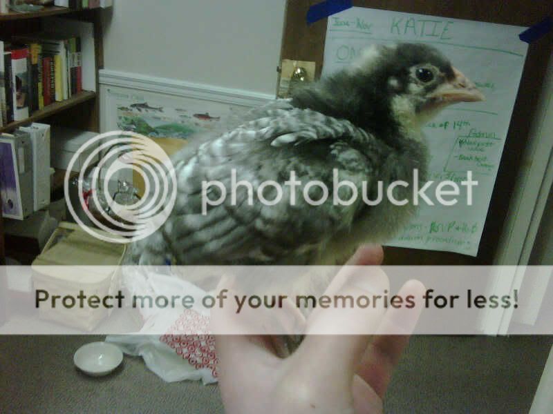 IMG00369-20110414-1444.jpg