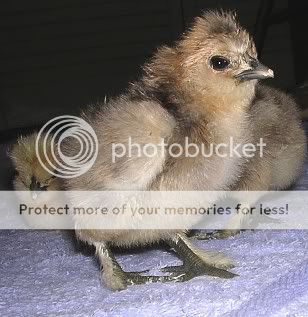 416silkies.jpg