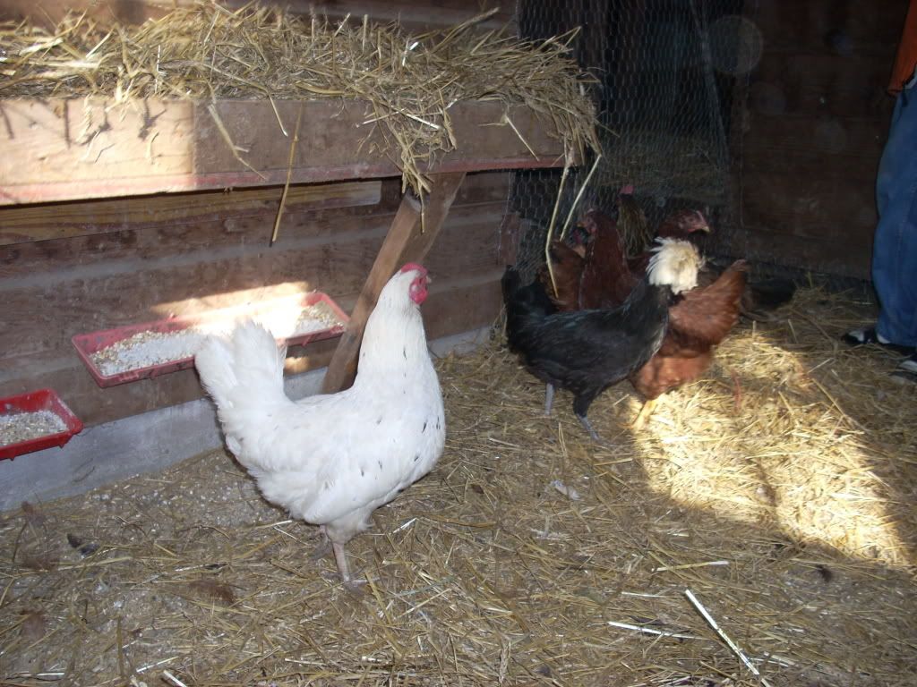 DSCN0408.jpg