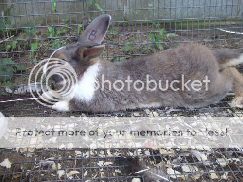 rabbitrabbitrabbit031.jpg