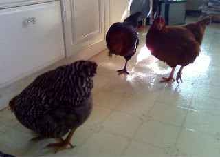 chickeninvasion.jpg