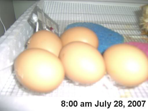 hatchingchicks0341.jpg