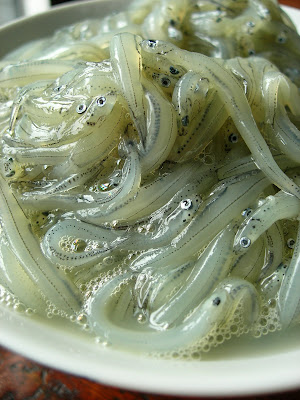 whitebait.JPG