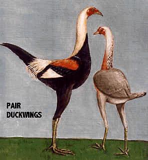 DuckWingPr.JPEG