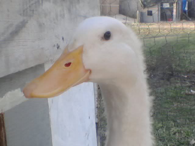 duckyy.jpg